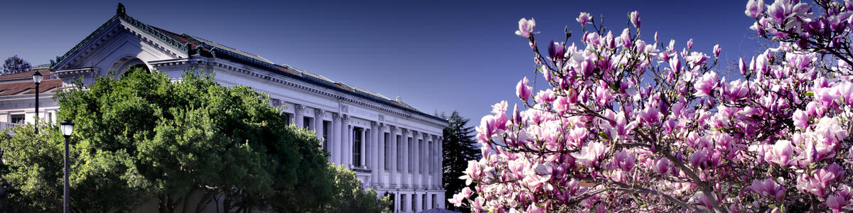 Decorative image of the Doe Library and a magnolia tree